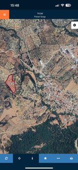 Bozköy Satılık Zeytinlik