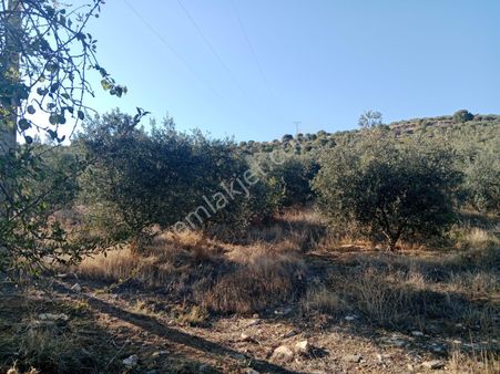 Manisa Salihli İsmetiye Satılık Zeytinlik