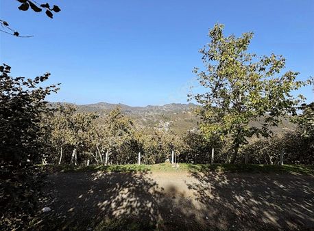 Şerbetpınarında 2.622m2 Fındık Bahçesi