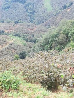 Hasan Hüseyin İnanç Emlaktan Burunucunda İçinde Ev Olan 12 Dönüm Bahçe
