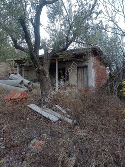 Yeliz'den Manisa Soma'da Merkeze Yakın Zeytinlik