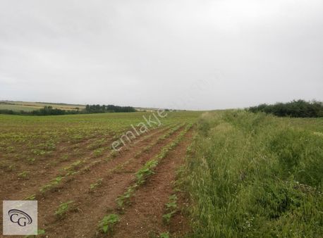 M.ereğlisi Çeşmeli Bağları'nda Çiftlik-bağa Uygun 4715 M² Arazi