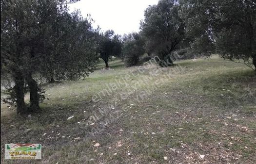 Foça Gerenköy De 867 M2 Hisseli Tapudan Satışı Hazır Zeytinlik