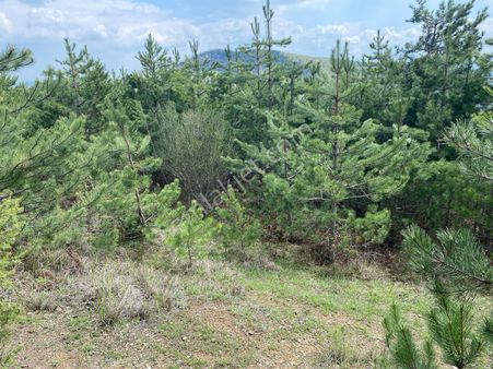 Sahibinden Satilik Birdönum Tarla Yenişehirde