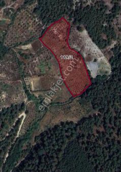 Selda Kozalı'dan Muğla Menteşe Yeniköy Satılık Zeytinlik Tarla