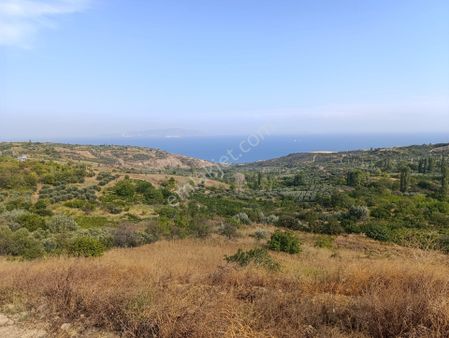 Tekirdağ Şarköy İlçesi Kirazlı Mahallesinde 976.32 Metrekare Satılık Bağ Yeriyeri