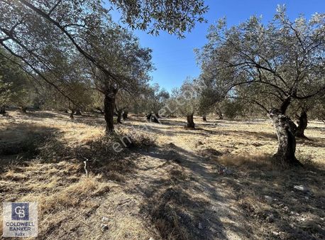 Ayvalık Satılık Zeytinlik
