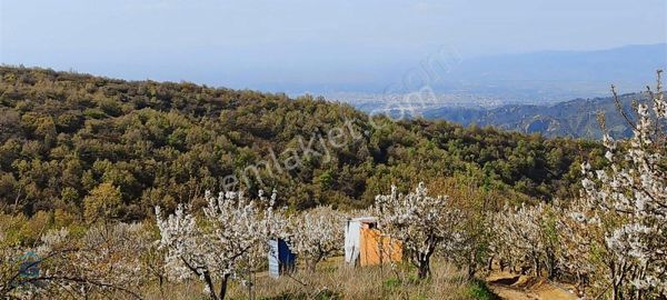 2500 M2 Yetişkin Kiraz Bahçesi Yerleşime Yakın & Takas Açık
