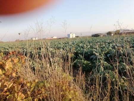 İzmir Torbalı Gold Emlaktan Satılık Kıymetli Yerde Tarla