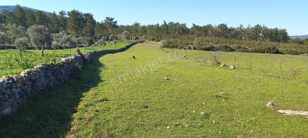 Bodrum Yeni Köy De Satilik Zeytinli Tarla