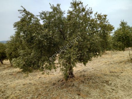Manisa Saruhanlı Hacımusa Da Satılık 11.250 M2 Zeytinlik 3.200.000 Tl