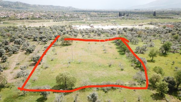 Yalınkuyu Mahallesinde Satılık İncir Bahçesi