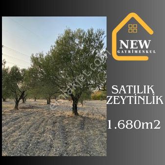 New Gyo 'dan Çavdır Köyü Kupon 1.680 M2 Satılık Zeytinlik