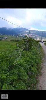 Güven'den Çambaşı Yolu Turnalıkta Yol Kenarında 2.5 Dönüm Arsa