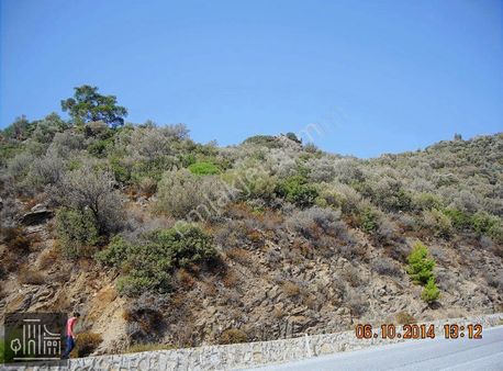 Gümüldürde Ana Yola Yakın 6631 M2 Satılık Zeytinlik