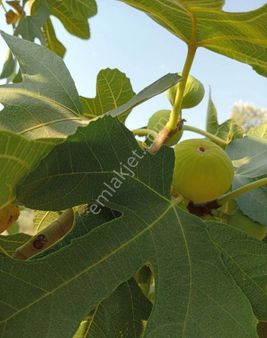 Aydın Germencik Mursallı Da 18.777 M2 Satılık İncir Bahçesi