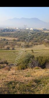 Kemalpaşa Akalanda Otoband Gişe Yakını 30 Dönüm Zeytinlik Tarla