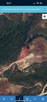 Aziz Eml Ak’tan Doruklu’da Satılık Bir Dönüm Zeytin Bahçesi Kadastro Yolu Mevcut