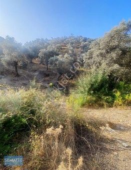 Muğla Milasda Satılık Tarla 13.187 M²