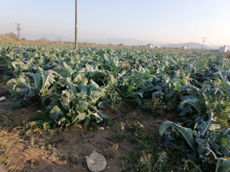 İzmir Torbalı Gold Emlaktan Satılık Kıymetli Tarla