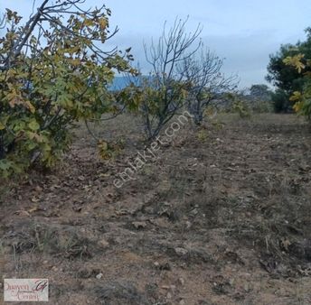 Tek Müstakil,fırsat Yer,miras Malıdır,acil Satılık Tarla,