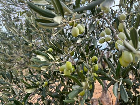 Bergama Sağancı Köyünde Satılık Zeytinlik