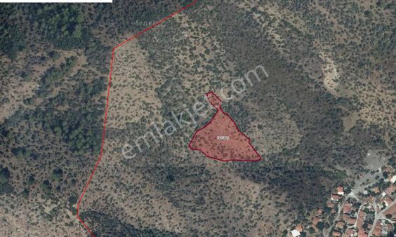 Milas Kandak'ta Satılık 5500 M2 Zeytinlik