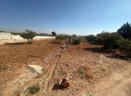 Ezel Emlak Tan Oğuzelli Gursu Da Resmi Yol Üstü Satılık Arazi