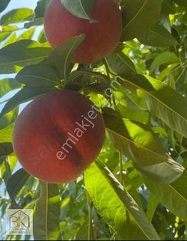 İzmir Selçuk Merkeze Yakın Satılık Şeftali Bahçesi