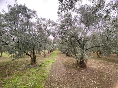 Altın Emlaktan Satılık Zeytinlik