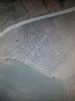 Aşkın Emlak Tan Şamlıda Yola Yakın 130 Ağaç 6 Yaşında Cevizlik