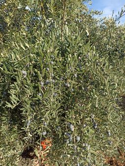 Özuygundan Süleymalıda Elk,su Var ,satılık Zeytinlik,