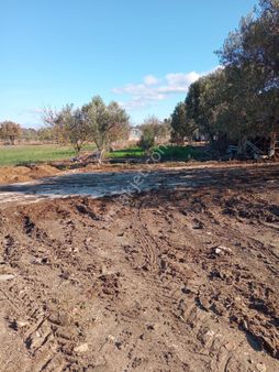 Bergama Zeytındağı Bozyerler Mahallesinde Satılık Zeytınlık