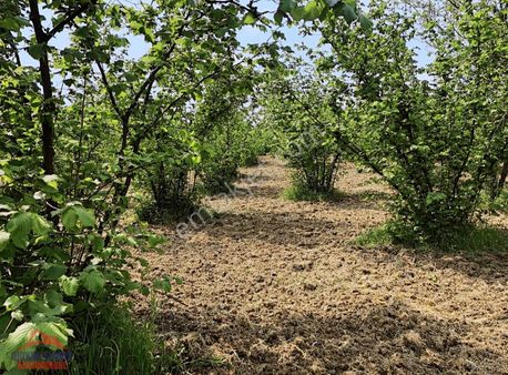 Kandıra Köylerinde Köy Kenarı Satılık Fındık Bahçesi