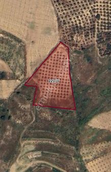 Manavgat Salur Mahallesi'nde Zeytin Ağaçları Olan Tek Tapulu Tarla