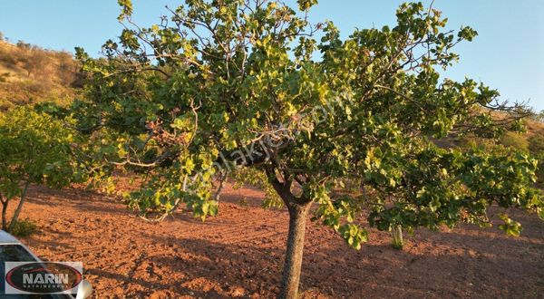 Şahinbey Dokur Köyü Ceviz İncir Sumak Bahçesi Yeri Havadar.