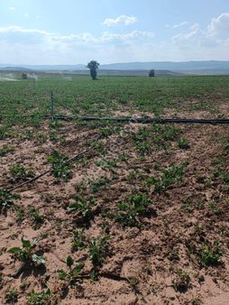 Alparslan Emlak'tan Satılık Ağırnas'ta Tarla