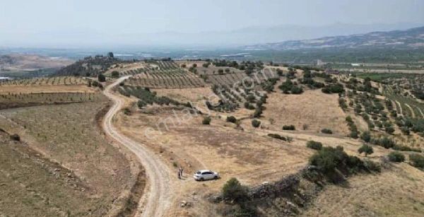 Denizli Sarayköy Miraç Emlak 'tan Buldan Yenicekent Te 5500m2 Zeytinlik Satılıktır