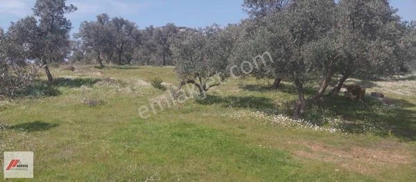 Milas Demirciler Mahallesinde Satılık Zeytinlik
