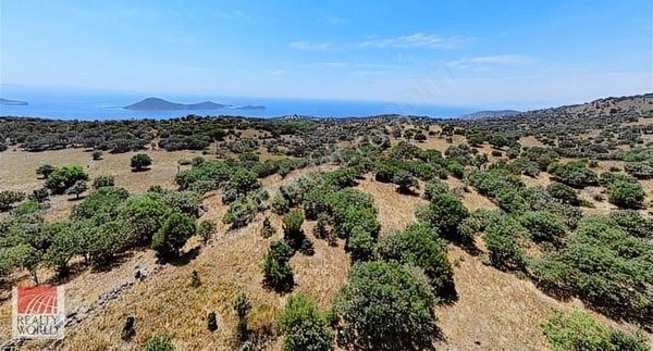 Acil Dikili Denizköy Deniz Manzaralı Satılık Kooperatif Hissesi