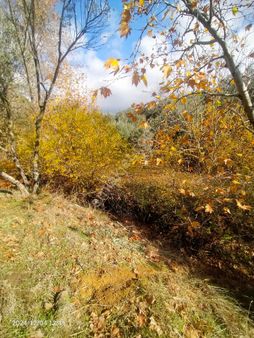 Saadet Korkmaz Emlak'tan Dikili Kıratlı'da Satılık 3 Dönüm Zeytinli Tarla