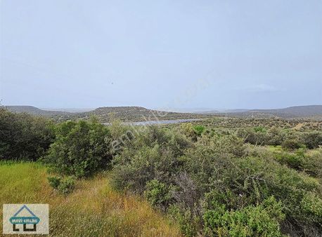 Aliağa, Kalabak Da Denız Manzaralı 4.5 Dnm Zeytinlik