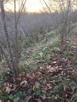 Rahat Konumda Satılık Fındıklık Arazi