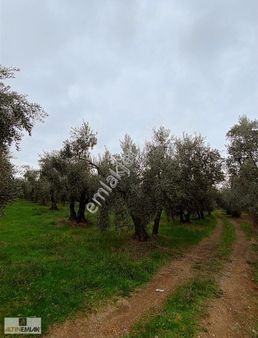 Altın Emalaktan Satılık Zeytinlik