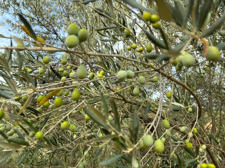 Bergama Tırmanlar Köyünde Satılık Zeytinlik