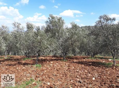 Bayramiç Kutluoba'da Zeytinlik 4.214 M²