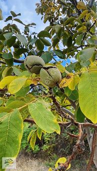 Buldan Bursa Mahallesinde Satılık 9088 M2 Ceviz Bahçesi