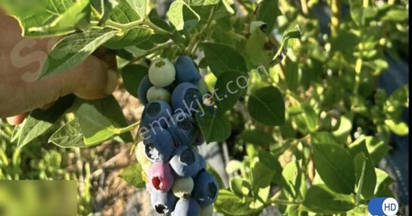 İznik Hacıosman Mahallesi De Göl Manzaralı Yabanmersini Bahçesi