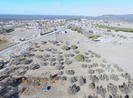 Ezine Mecidiye(aktepe) Köyünde Satılık Zeytinlik