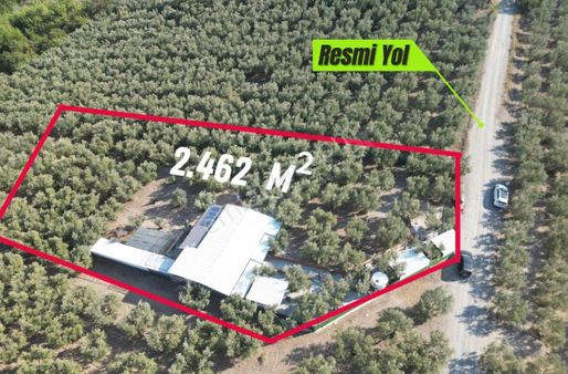 Bursa Mudanya Dereköy De Satılık İçerisinde Evi Olan Zeytin Bahçesi *fırsat*